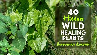 40 Hidden Wild Medicinal Plants for Emergency Survival in India | Identification, Uses & Benefits