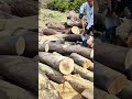 swinging a sharp axe to chop through a thick fallen tree trunk in an open field full of logs