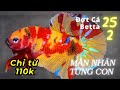 T c mi nht 252  betta ch t 110k  hong le betta