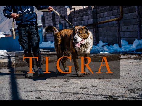 ძაღლები ყაზბეგიდან  _ ტიგრა