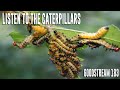 Listen to the Caterpillars (Goodstream #183)