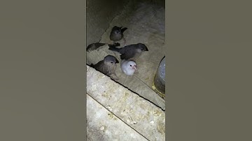 #java_sparrow #javasparrow #bird #sparrow #birds_videos  #youtube_shorts #shorts #breedingprogress