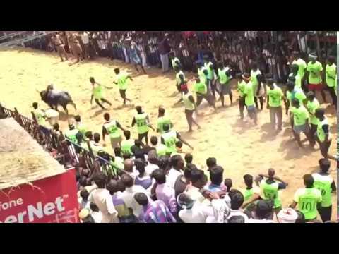 Thirumanur Jallikattu 2018
