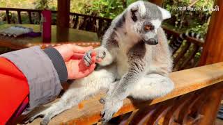 Lemur Catta A Daily Life In Zoo
