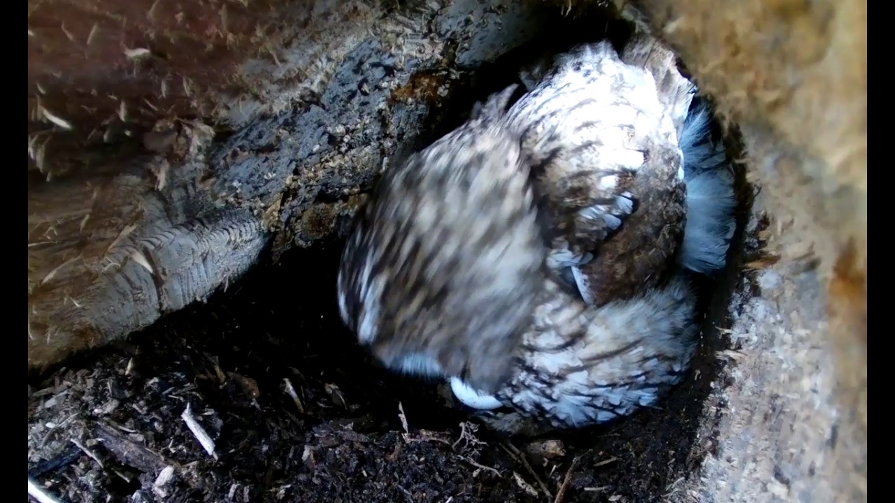 TWO TAWNY OWL EGGS FEM RET 2 NEST MARCH 3AM YouTube