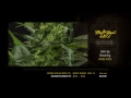 White Rhino - Green House Grow Sessions