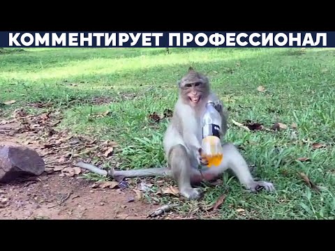 Видео: Бразильский футболист плачет после того, как его называют обезьяной