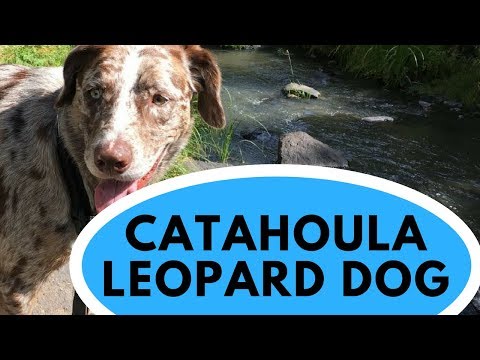 Catahoula Leopard Dog – All You Need To Know