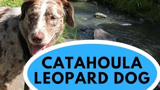 Catahoula Leopard Dog - All You Need to Know