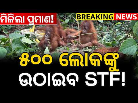 Orangutan in odisha | Odisha STF Probe Intensifies in Balasore Orangutan Rescue Case
