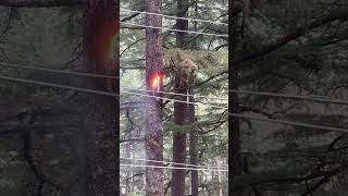 Electric Arc Burns Tree Trunk, Shooting Bright Sparks