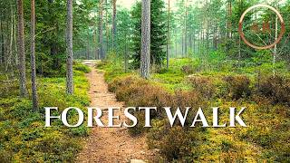 Walking a Silent Swedish Pine Forest Path – 4K Real‑Time Relaxation
