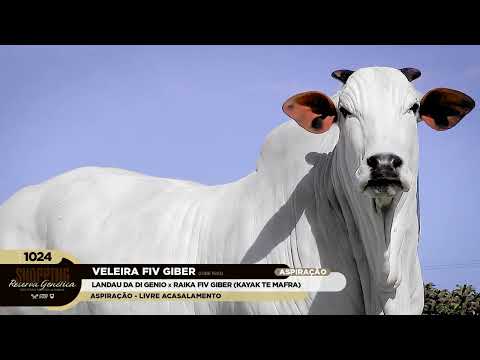 LOTE 1024   VELEIRA FIV GIBER   GIBE 1693 zap