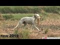 shikar in pakistan | rabbit hunting with dogs | dog vs rabbit