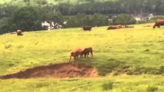 Cows tipping cows