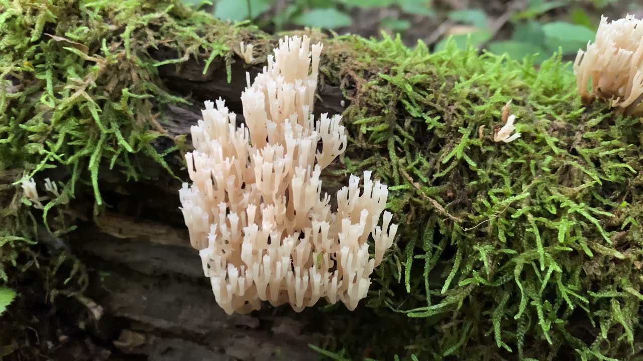 Artomyces pyxidatus (Клавикорона крыночковидная) October 7, 2021