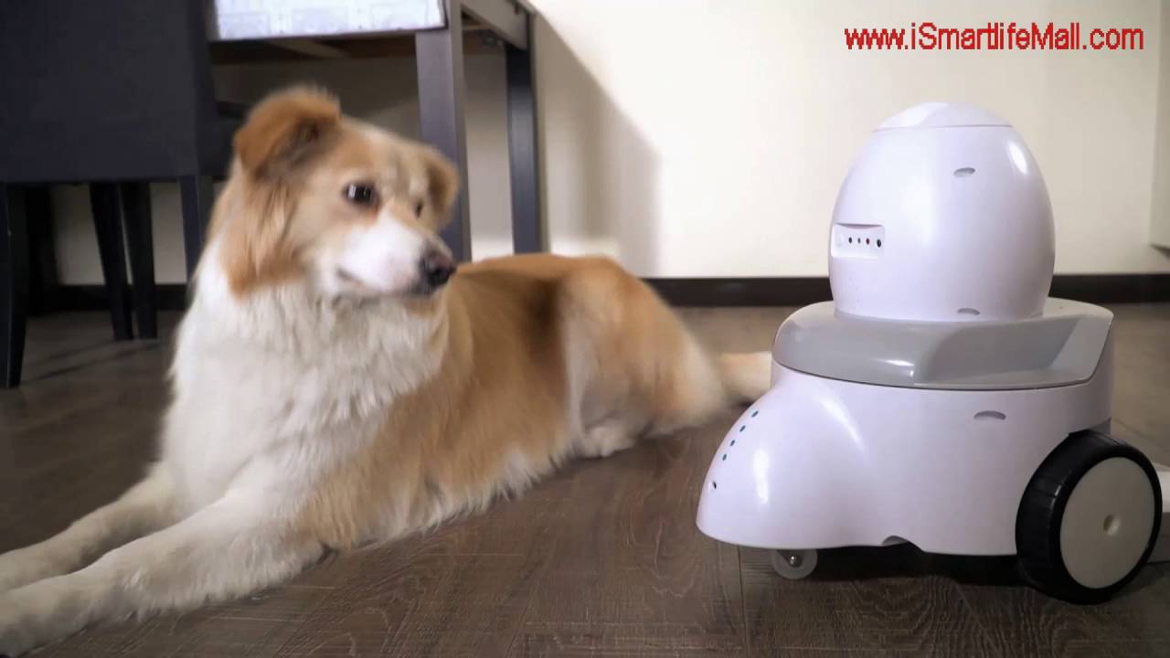 dog feeding robot