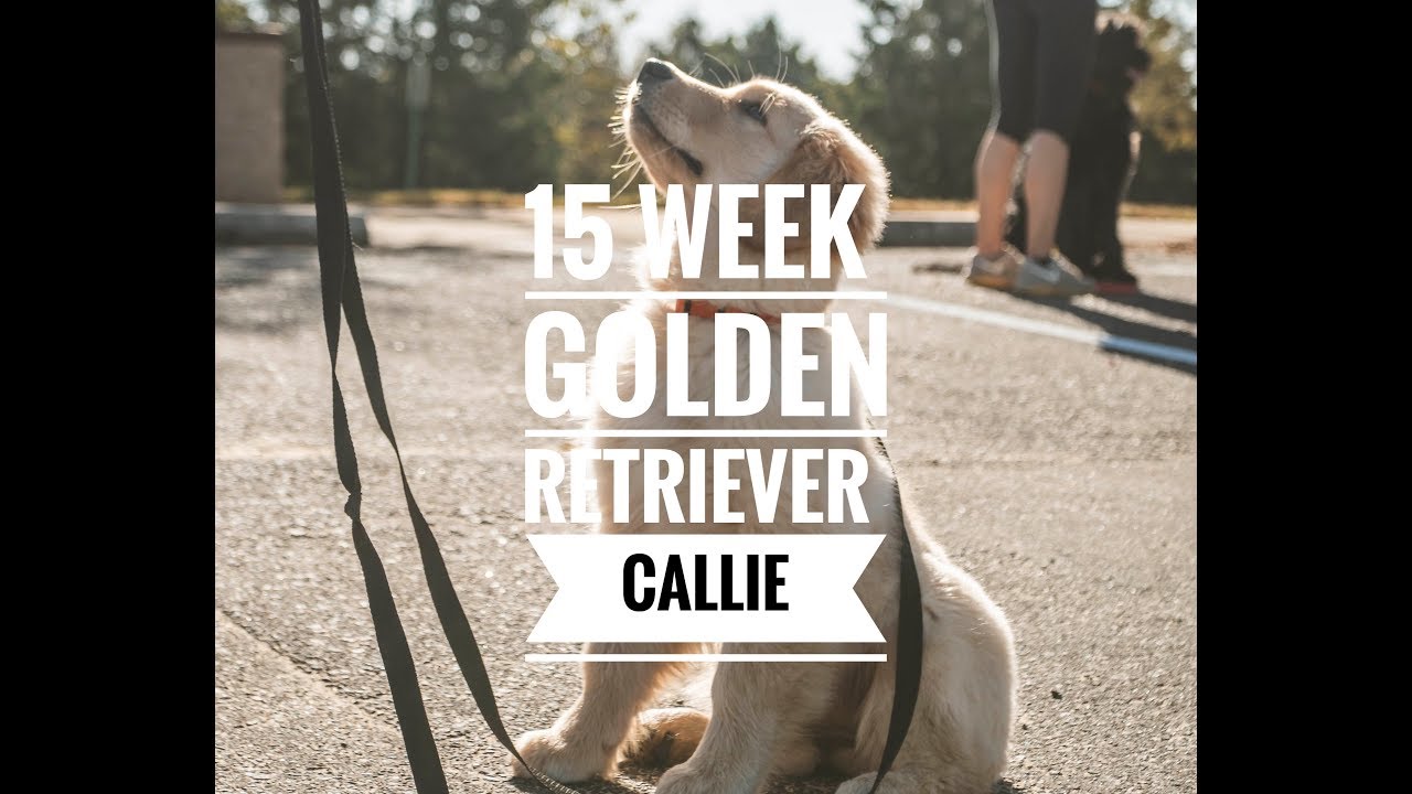 15 Week Old Golden Retriever Puppy Prodigy Callie YouTube