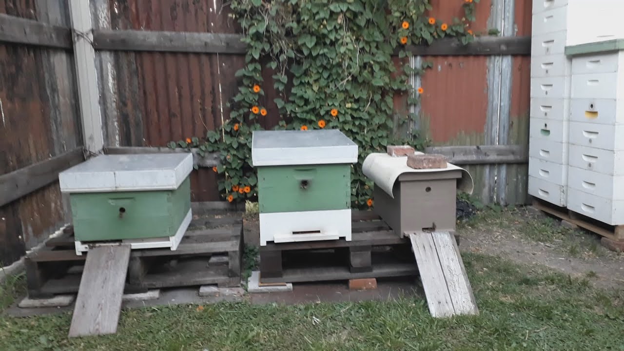 Я в шоке от аргентинских пчел // Пчеловодство Аргентины