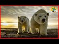 🌍 Khám Phá Thiên Nhiên Hoang Dã Nước Nga, Bắc Cực - Thế Giới Động Vật
