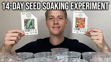 Jak dlouho bych měl semena rajčat před výsadbou namáčet?
