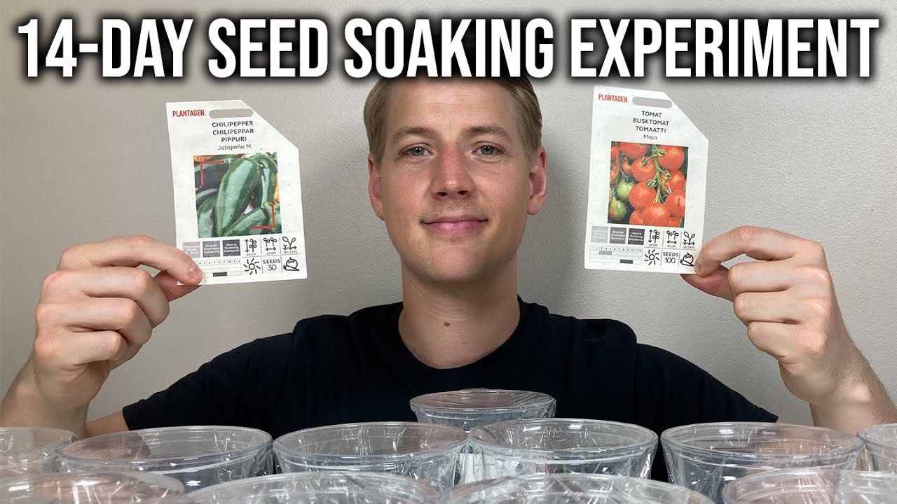 Soaking Tomato And Pepper Seeds Before Planting. Necessary? Worth It?