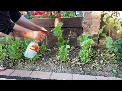 ვიდეო: Hollyhock Pest Control - როგორ ვუმკურნალოთ ვერცხლის მავნებლებს ჰოლიჰოკებზე