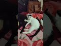 Mama Eks Sam di kuasai tempat tidurnya sama si kembar