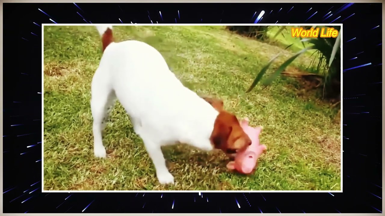 dogs meting Dog Mating - Horse Mating - Animals Breeding Compilation