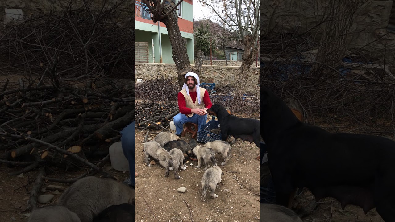 Cemile abla yavruları ile sohbet ediyor :)