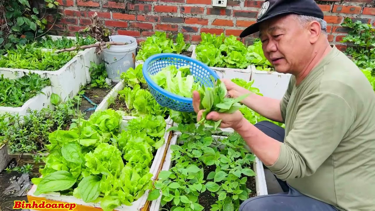 Vườn nhà nuôi gà trồng rau 