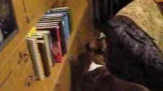 American Staffordshire Terrier Kameliya Cognitive Skills.