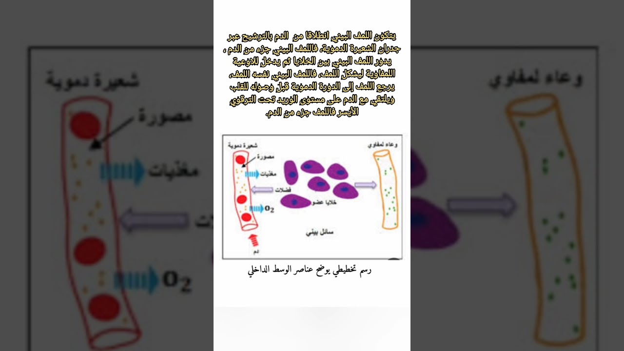 العلاقة بين عناصر الوسط الداخلي الثلاث الدم اللمف البيني ، اللمف رابعة متوسط
