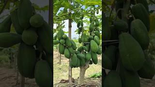 The Secret to Growing More Papayas 😱