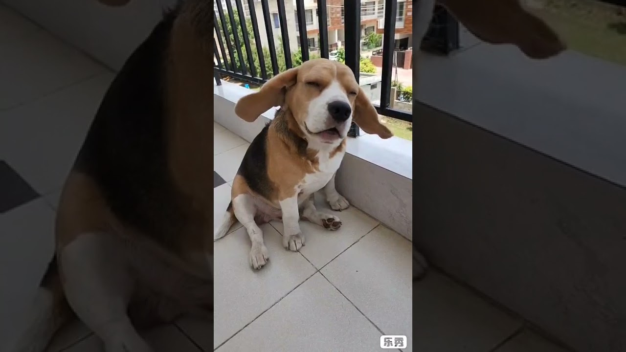 Floppy ears of beagle are flying high 😳 😍