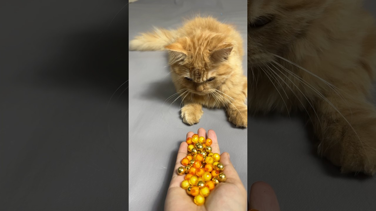 Satisfying 😻 ASMR — Reverse Cat Beads Magic 💛