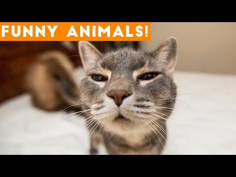 funniest-pets-of-the-week-compilation-february-2018-|-funny-pet-videos