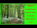 The beauty of the forests  Full Relaxation Beautiful music Fall asleep     Stress relief Study