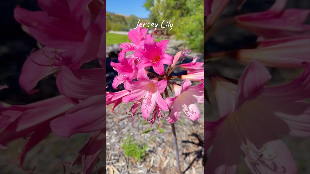 🌸 Stunning Jersey Lily in Full Bloom! | Backyard Gardening Vlog 🌿✨