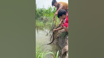 Hai Anh Trai Bắt Được Bốn Con Rắn Vô Cùng Hung Dữ #short