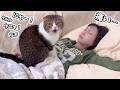 鳴いて起こしに来た猫を無視してリビングで寝落ちていたら胸を踏まれたママw