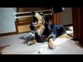 キュウリを食べるダックス犬