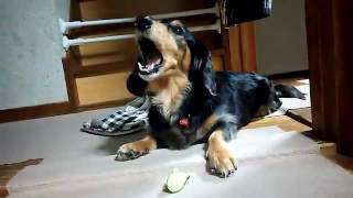 キュウリを食べるダックス犬