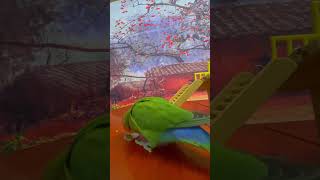 Bird Training  Smart Lovebird Parrot  Smart Little Cute Parrot #Training #Smartparrot #Cute