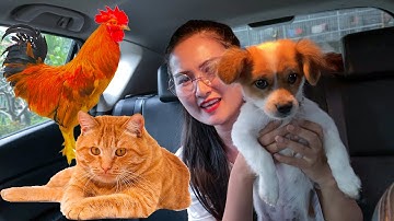 Changcady cho con chó về quê, chơi cùng các con vật khác: con gà, mèo, chó - Part 317