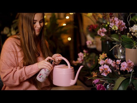 Video: Orkidea Keikis: Orkideoiden leviäminen Keikistä