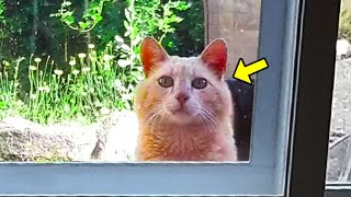New Homeowners Find Note Instructing Them On How To Behave With Strange Stray Cat In Their Backyard by Incredible Stories 1,366 views 4 hours ago 20 minutes