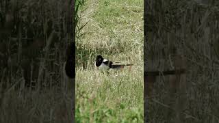 Magpie v Snake