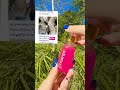 #margoserum #ဂျိုင်းမဲနေတဲ့သူတွေအတွက်#fypシ #trending