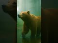Great Bear Rainforest 🐾